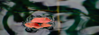 leaf floating on water